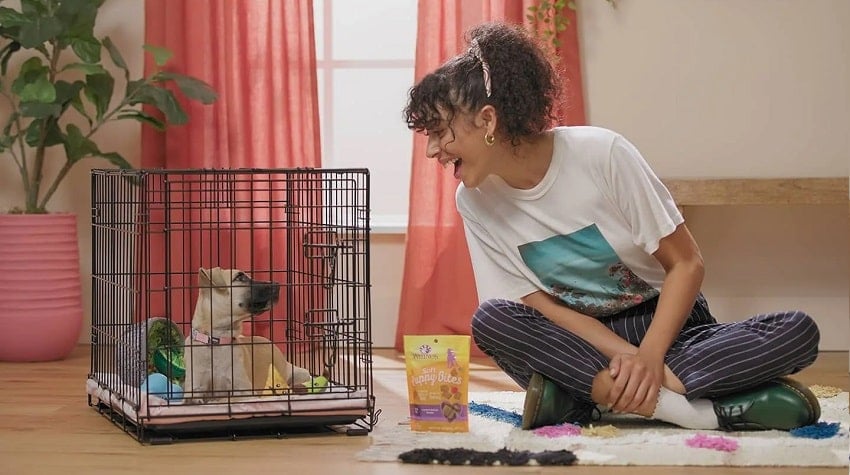 Köpeklerde Kafes Eğitimi Köpeklerde Kafes Eğitimi