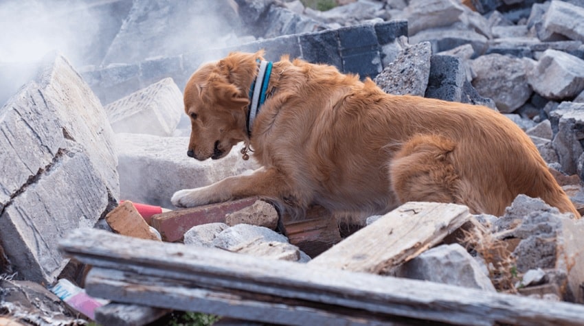 Depremde Köpeklerin Önemi Ve Eğitimi Depremde Köpeklerin Önemi Ve Eğitimi
