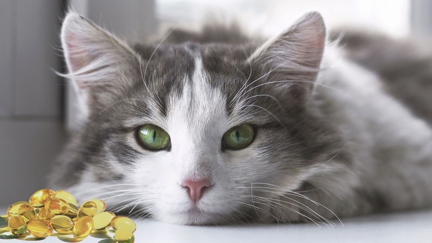 Kedi Ve Köpekler İçin Omega-3 Balık Yağı Faydaları Kedi Ve Köpekler İçin Omega-3 Balık Yağı Faydaları
