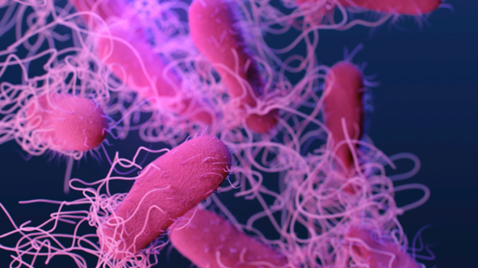 ABD’de salmonella alarmı! ABD’de salmonella alarmı!