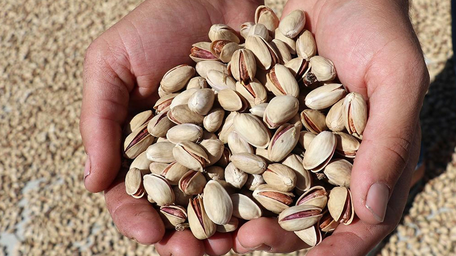Fıstık fiyatları yüzde 500 arttı! Kilo fiyatı şoke etti Fıstık fiyatları yüzde 500 arttı! Kilo fiyatı şoke etti