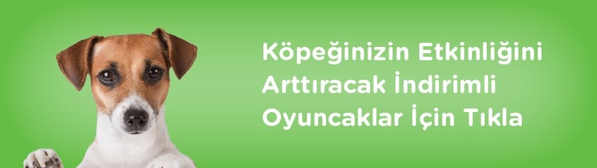 Evcil Hayvan Almadan Önce Düşünmeniz Gerekenler