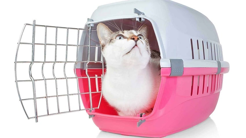 Kedi Kafesi Ne İşe Yarar? Kedi Kafesi Ne İşe Yarar?