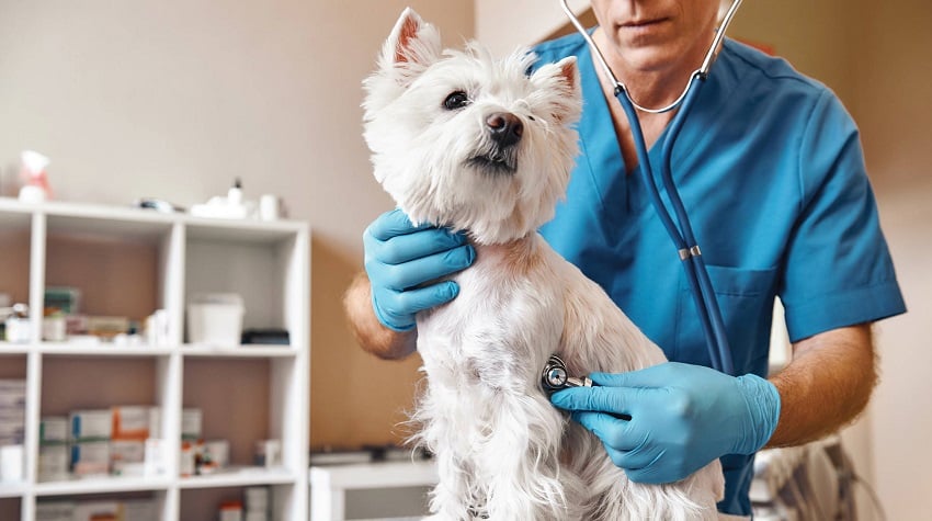 Köpeğinizin Rutin Bakımları