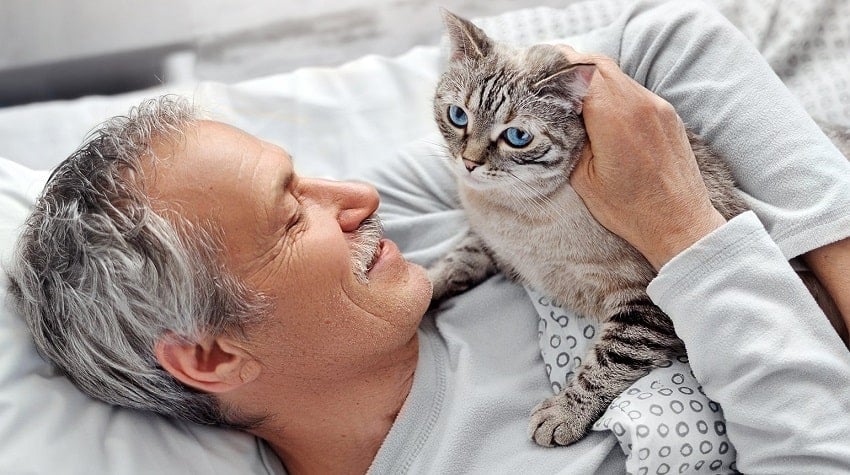 Yaşam Tarzınıza Uygun Bir Kedi Seçmek Yaşam Tarzınıza Uygun Bir Kedi Seçmek