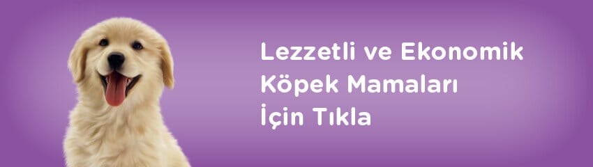 Köpek Davranışlarının Irklarla İlgisi Köpek Davranışlarının Irklarla İlgisi