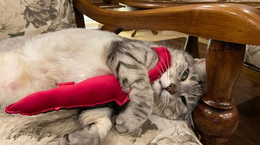 Hayatıma Dokunan Küçük Patiler