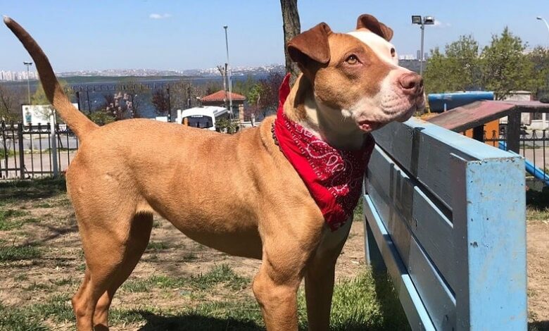 Hayvanseverlik ve Alis Kızın Hikayesi Hayvanseverlik ve Alis Kızın Hikayesi