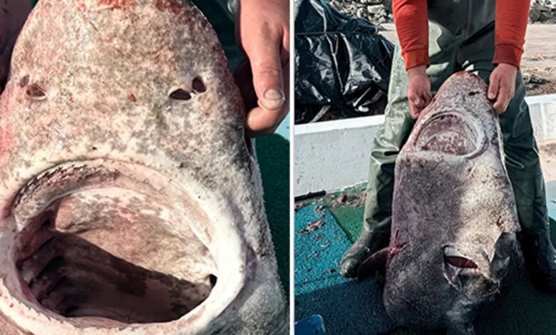 Yalova açıklarında 4 metrelik köpek balığı yakalandı Yalova açıklarında 4 metrelik köpek balığı yakalandı