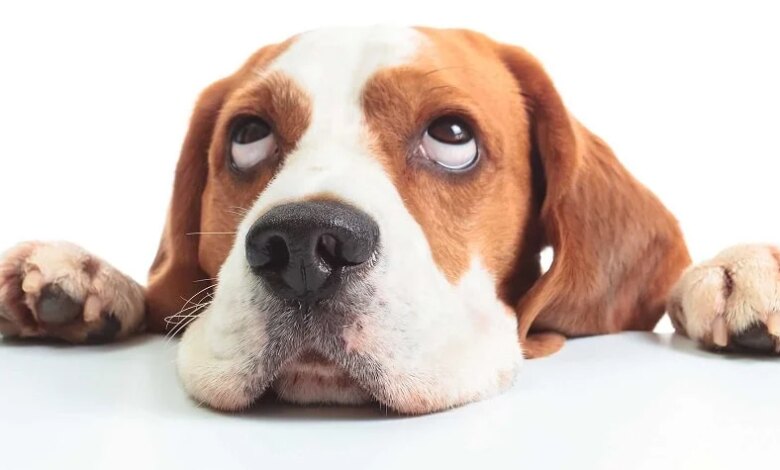 Köpek Sahiplerinin Yapmaması Gereken Hatalar Köpek Sahiplerinin Yapmaması Gereken Hatalar