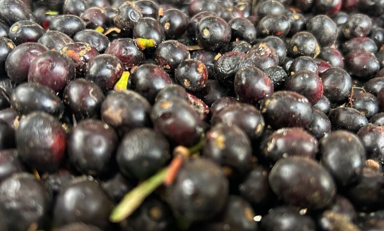 Defne yağının litresi Hatay’da 1000 liraya yükseldi Defne yağının litresi Hatay’da 1000 liraya yükseldi